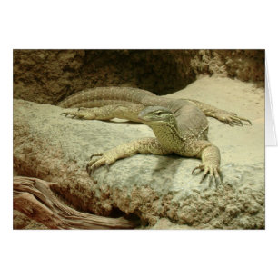 Sand goanna OBS kort
