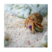 Sand krabban, Curacao, karibiska öar, foto