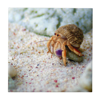 Sand krabban, Curacao, karibiska öar, foto Kakelplatta