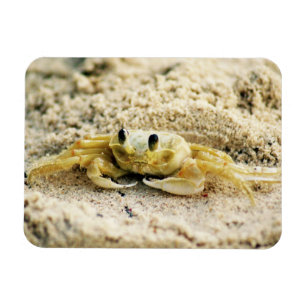 Sand krabban, Curacao, karibiska öar, foto Magnet