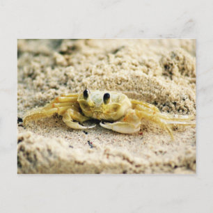 Sand krabban, Curacao, karibiska öar, foto Vykort