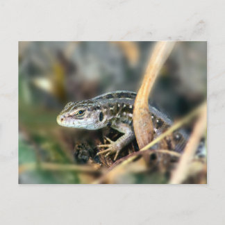 Sand Lizard Vykort