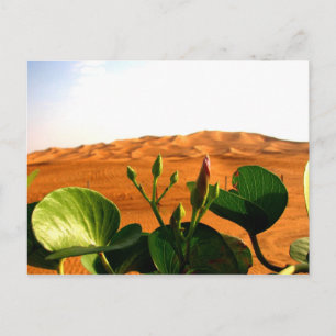 Sand och blommor i Dubai, Förenade Arabemiraten Vykort
