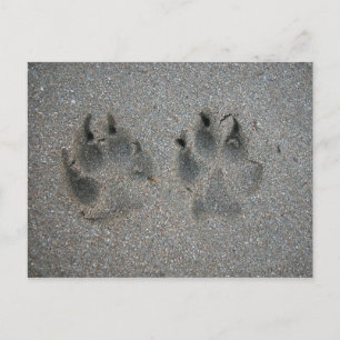 Sand- och sandspår av hund vykort