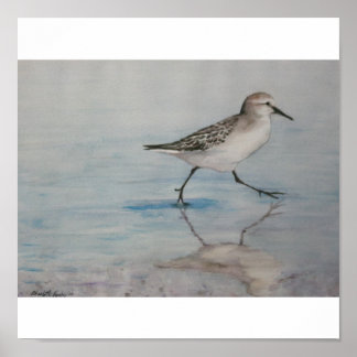 Sand Piper Bird Art-utskrift Poster