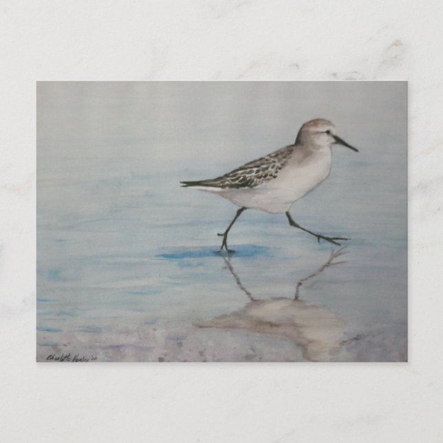 Sand Piper Bird Art-vykort Vykort (Framsida)