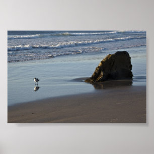 Sand Piper på stranden Poster