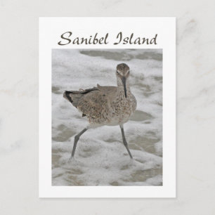 Sand Piper Sanibel Island vykort