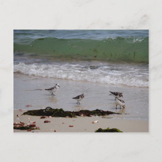 Sand piper vykort