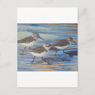 Sand Pipers Vykort