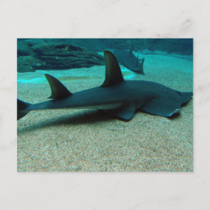 Sand Shark-vykort Vykort
