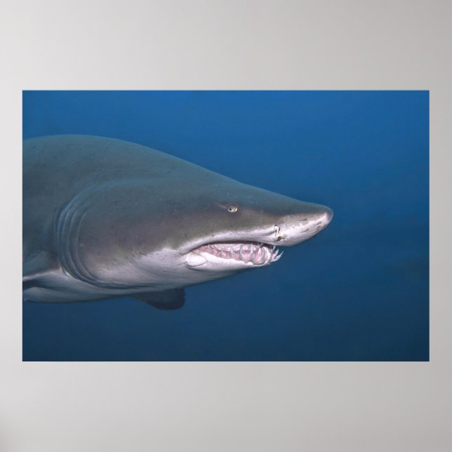 Sand Tiger Porträtt Poster (Framsidan)