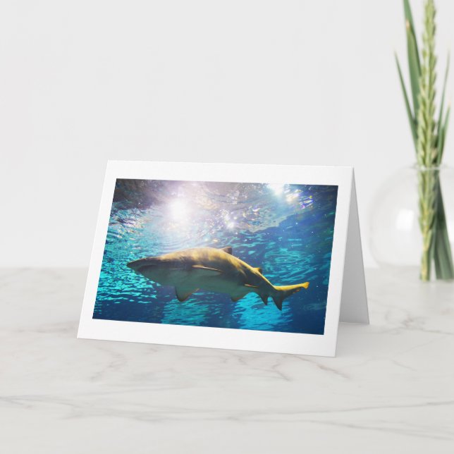 Sand tiger shark helgkort (Framsida)