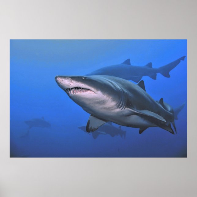 Sand Tiger Shark Poster (Framsidan)