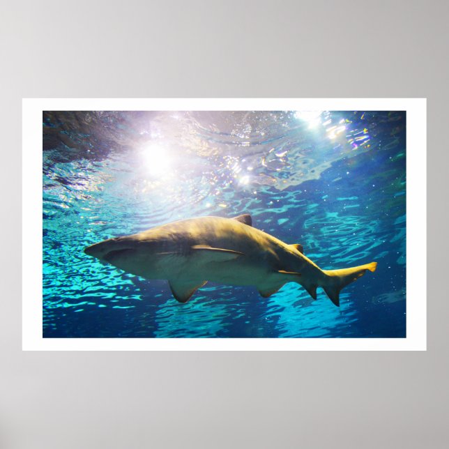 Sand tiger shark poster (Framsidan)
