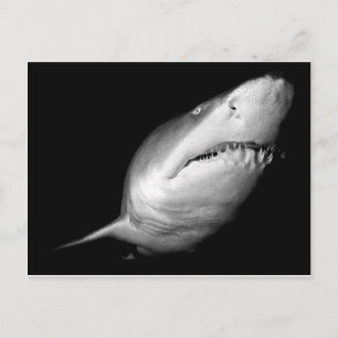 Sand Tiger Shark Vykort