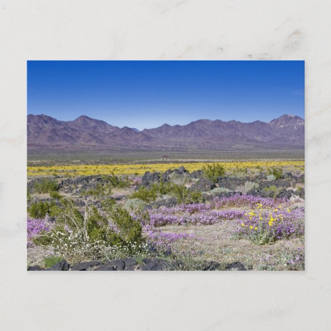 Sand Verbena & Desert Gold vid Amboy Crater, CA, Vykort (Framsida)