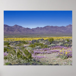 Sand Verbena & Desert Guld vid Amboy Crater, CA. Poster