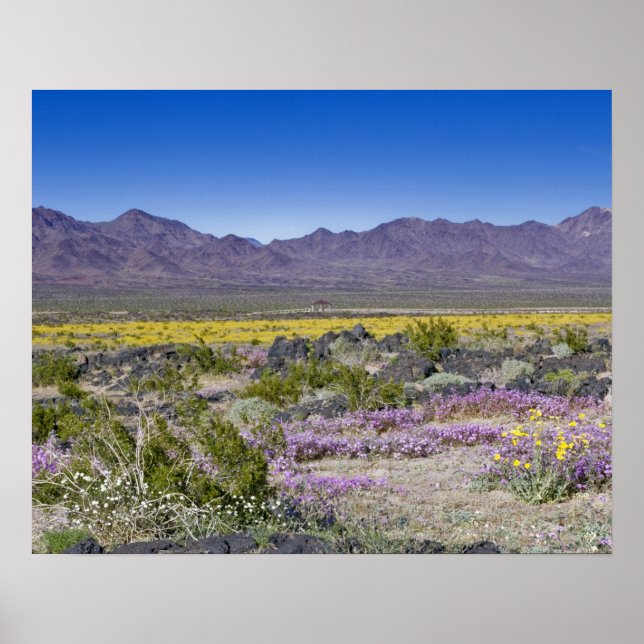 Sand Verbena & Desert Guld vid Amboy Crater, CA. Poster (Framsidan)