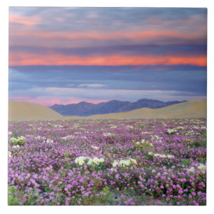 Sand Verbena & Dune Primrose Vilda blommor vid sol Kakelplatta