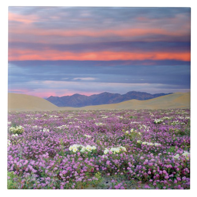 Sand Verbena & Dune Primrose Vilda blommor vid sol Kakelplatta (Framsidan)