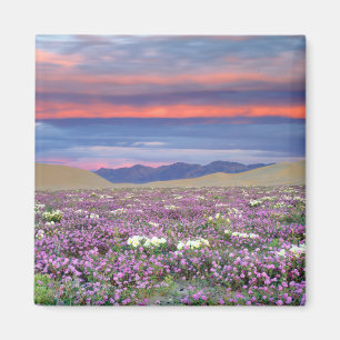 Sand Verbena & Dune Primrose Vilda blommor vid sol Magnet