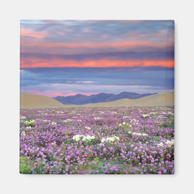 Sand Verbena & Dune Primrose Vilda blommor vid sol Magnet (Framsidan)