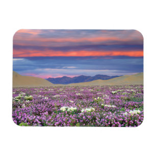 Sand Verbena & Dune Primrose Vilda blommor vid sol Magnet