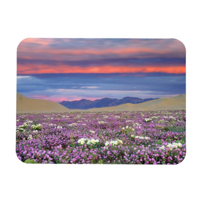 Sand Verbena & Dune Primrose Vilda blommor vid sol Magnet (Horisontell)