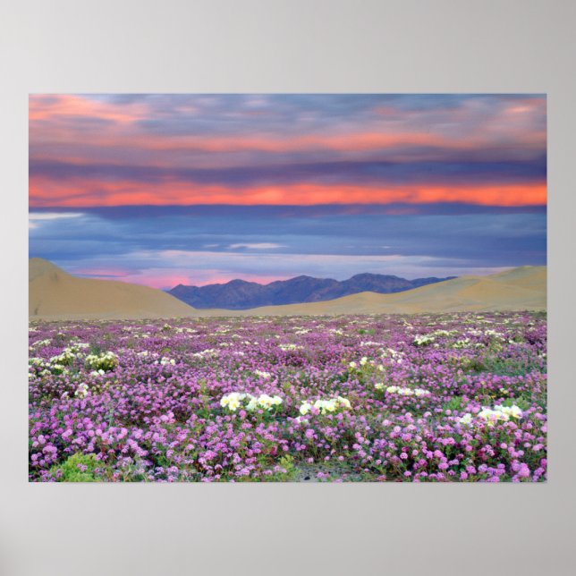 Sand Verbena & Dune Primrose Wildblomma i Sunset Poster (Framsidan)