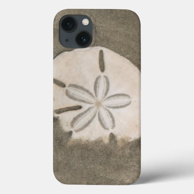 Sanddollar (Echinarachnius parma) (Baksida)