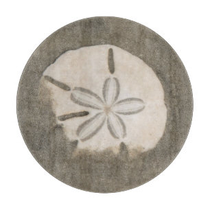 Sanddollar (Echinarachnius parma)