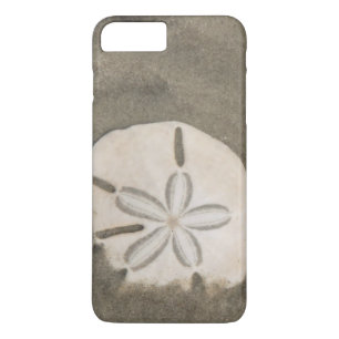 Sanddollar (Echinarachnius parma)