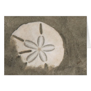 Sanddollar (Echinarachnius parma) Hälsningskort