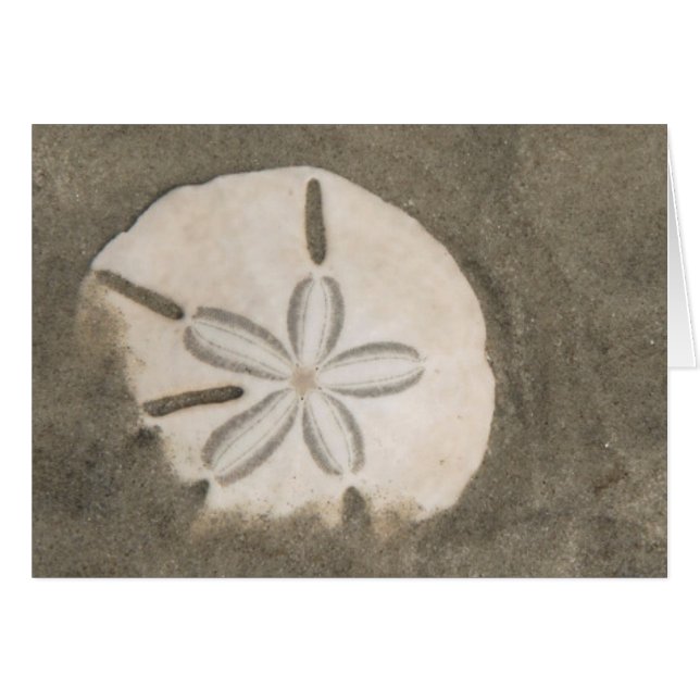 Sanddollar (Echinarachnius parma) Hälsningskort (Framsidan Horizontal)