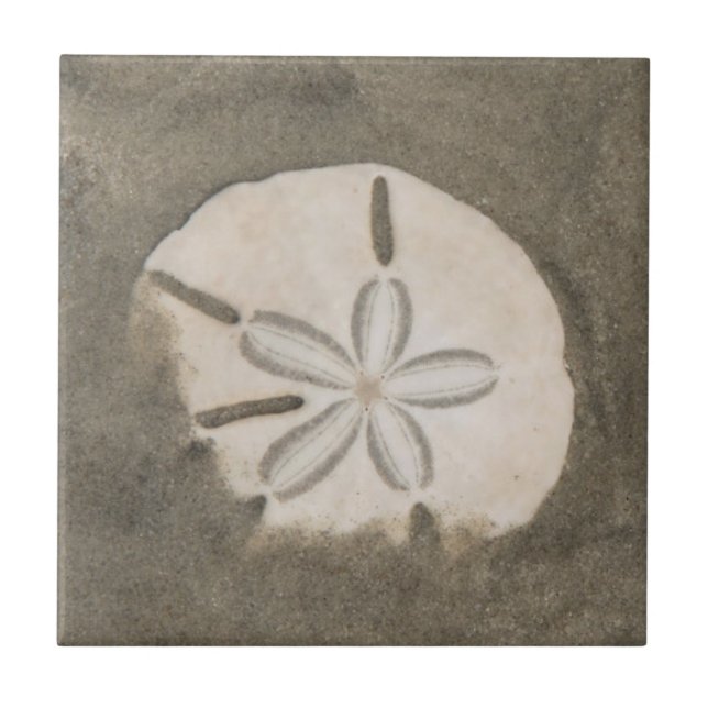 Sanddollar (Echinarachnius parma) Kakelplatta (Framsidan)