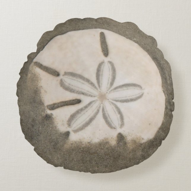 Sanddollar (Echinarachnius parma) Rund Kudde (Framsidan)
