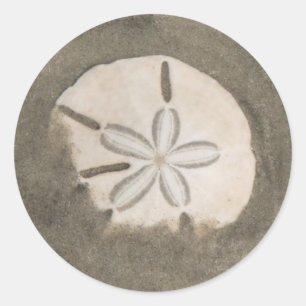 Sanddollar (Echinarachnius parma) Runt Klistermärke