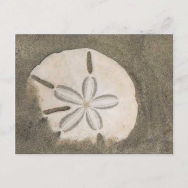 Sanddollar (Echinarachnius parma) Vykort (Framsida)