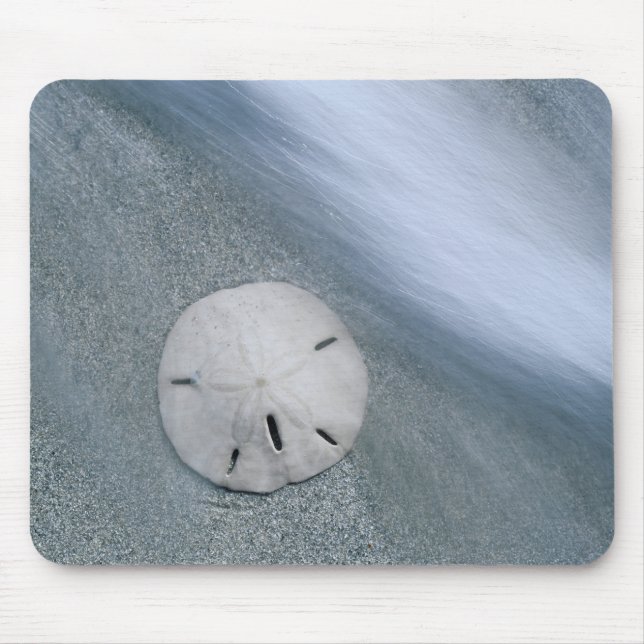 Sanddollar i Beach| Sanibel Island, Florida Musmatta (Framsidan)
