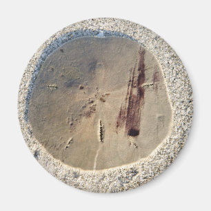 Sanddollar Magnet
