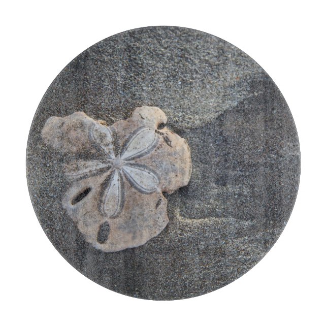 Sanddollar på sand (Framsidan)