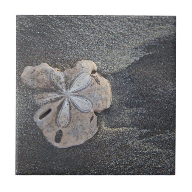 Sanddollar på sand kakelplatta (Framsidan)