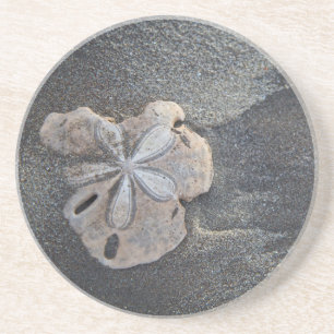 Sanddollar på sand underlägg sandsten