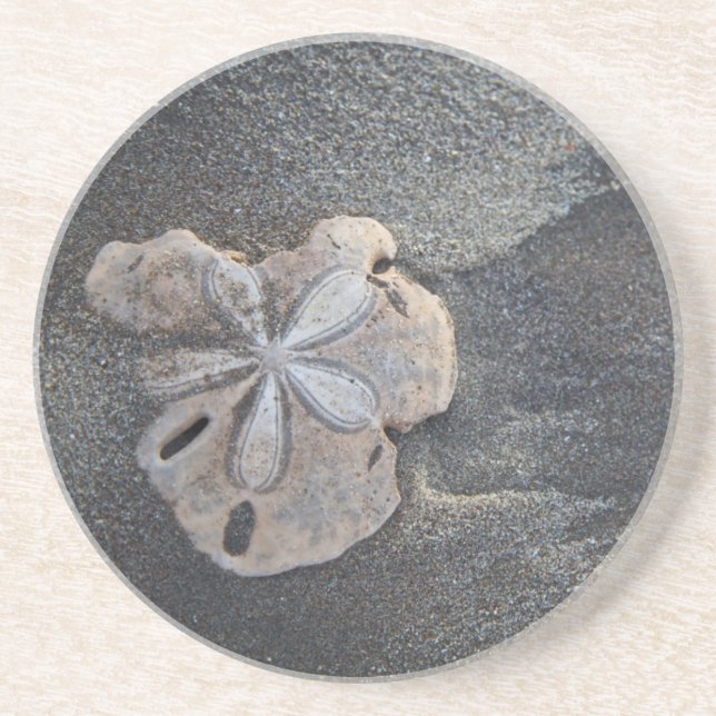 Sanddollar på sand underlägg sandsten (Framsidan)