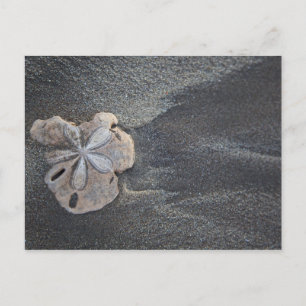 Sanddollar på sand vykort