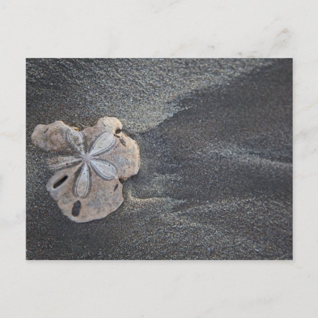 Sanddollar på sand vykort (Framsida)