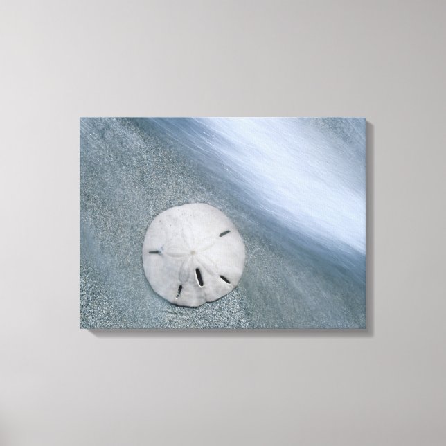 Sanddollar på strand | Sanibel Island, Florida Canvastryck (Framsida)