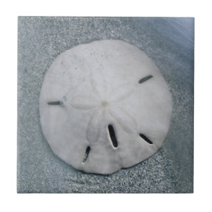 Sanddollar på strand Sanibel Island, Florida Kakelplatta
