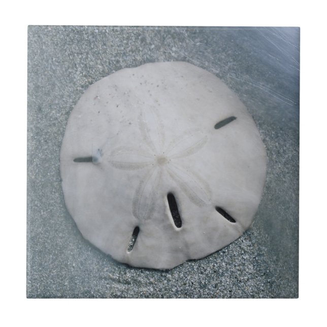 Sanddollar på strand | Sanibel Island, Florida Kakelplatta (Framsidan)